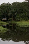 jungle-reflections_amazon